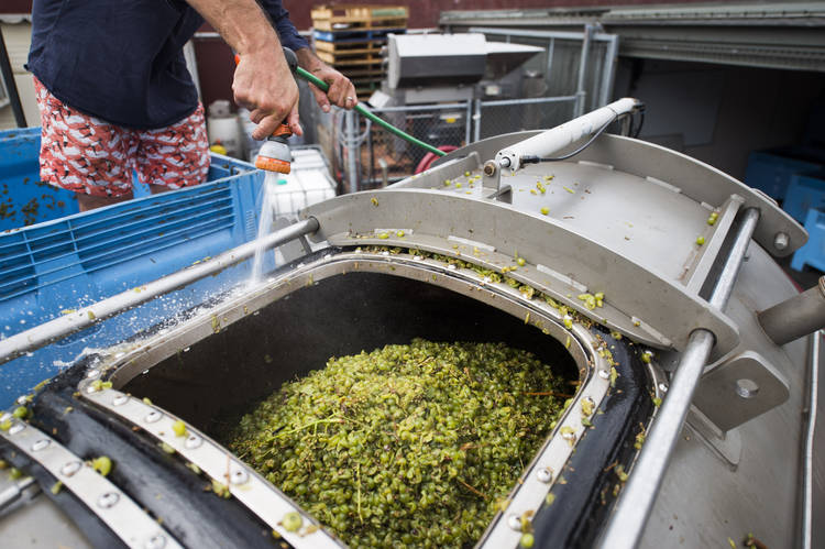 Grape Processing at Urban Winery Sydney